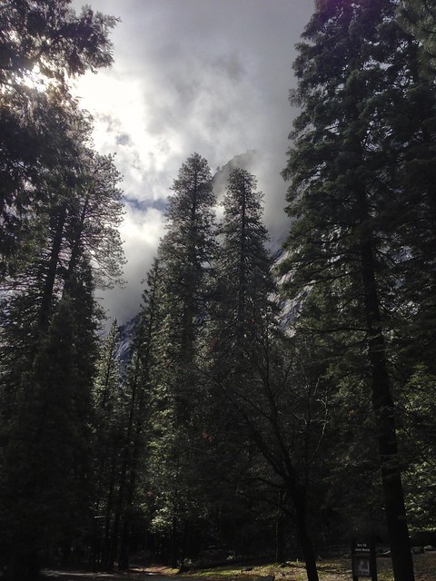 Trees and Clouds in Yosemite