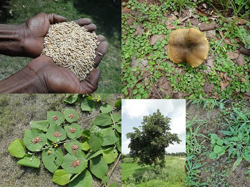 Medicinal Rice Formulations for Diabetes Complications and Heart Diseases (TH Group-61) from Pankaj Oudhia’s Medicinal Plant Database by Pankaj Oudhia