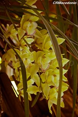 Orchid Orquídea