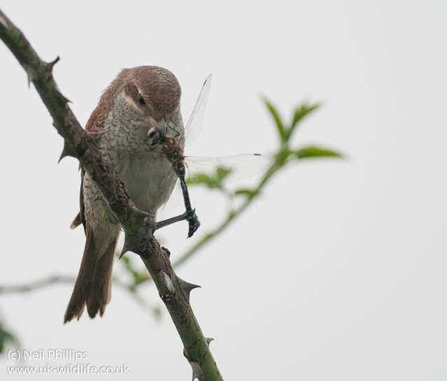 red backed shrike eating migrant hawker-2