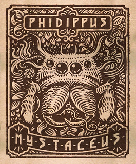 Phidippus mystaceus design - Digital