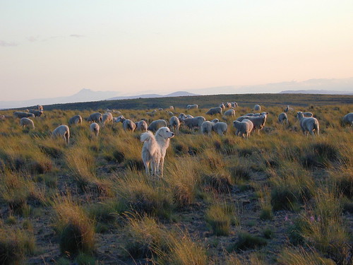 With the Cascade Mountains in the distance, sheep graze carefully tended rangeland under the watchful eyes of ranch hands and some very capable and happy working dogs. Photo used with permission from Imperial Yarn.