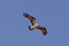 Osprey Pictures