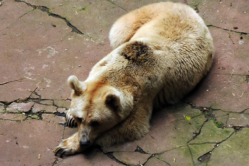 動物園裡的棕熊，圖片由Joachim S. Müller提供