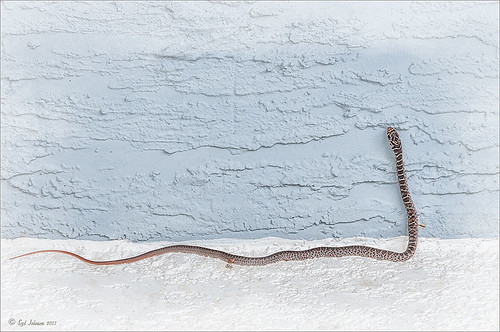 Image of snake processed with Topaz Clarity and Nik Viveza 2