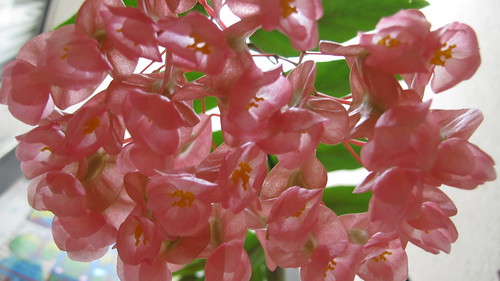 Tamaya (begoniaceae)