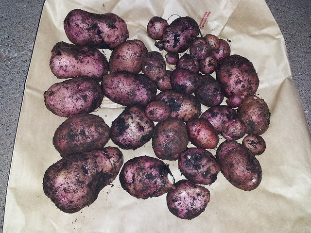taters--20130904