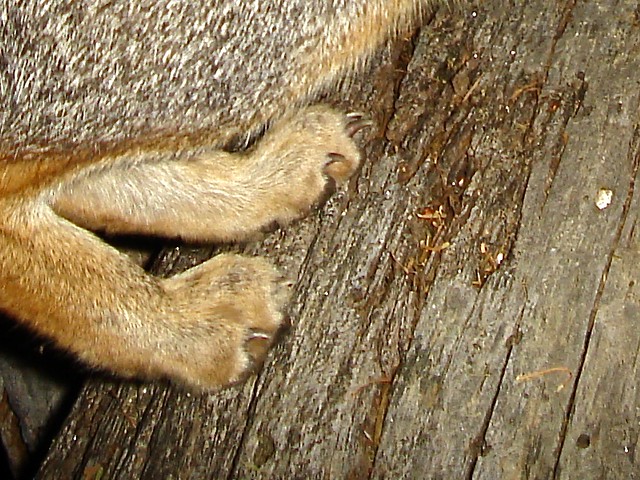 gray fox claws