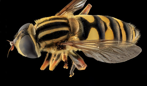 Syrphid Fly, back, MD, Beltsville_2013-09-28-17.31.57 ZS PMax