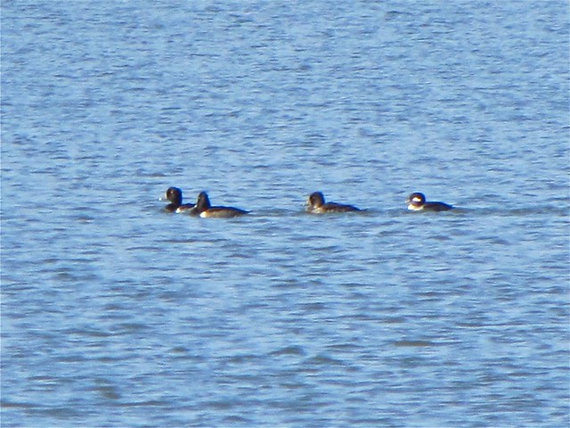 Ring-necked Ducks and Bufflehead at White Oak Park in Bloomington, IL