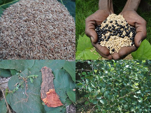 Indigenous Medicinal Rice Formulations for Heart, Kidney and Spleen Diseases and Cancer and Diabetes Complications (TH Group-118 special) from Pankaj Oudhia’s Medicinal Plant Database by Pankaj Oudhia