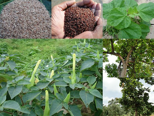 Validated and Powerful Medicinal Rice Formulations for Diabetes (Madhumeha) and Cancer Complications and Revitalization of Pancreas (TH Group-146) from Pankaj Oudhia’s Medicinal Plant Database by Pankaj Oudhia