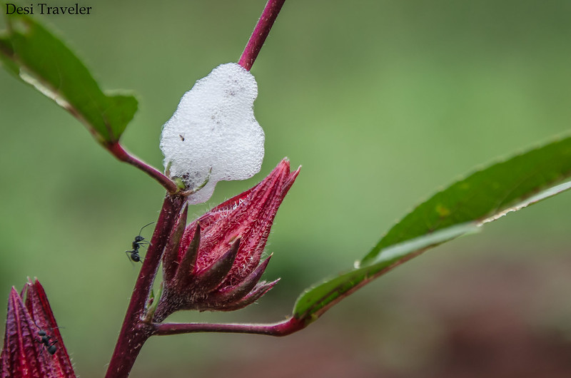 Ant examining spittle bug near red flower bud