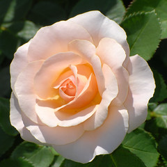Central Park Roses 6-16-2012