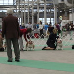 Indy Winter Classic Dog Show