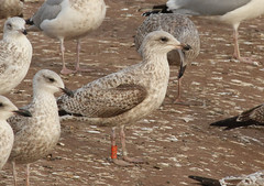 Goéland argenté - Larus argentatus - Herring Gull - 2:CXL