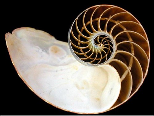 鸚鵡螺體殼的縱剖面，內部分隔成一個個氣室，隔板中央有小管子連通。圖片作者：李坤瑄。