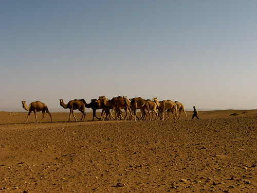 Morocco Pack of Camels