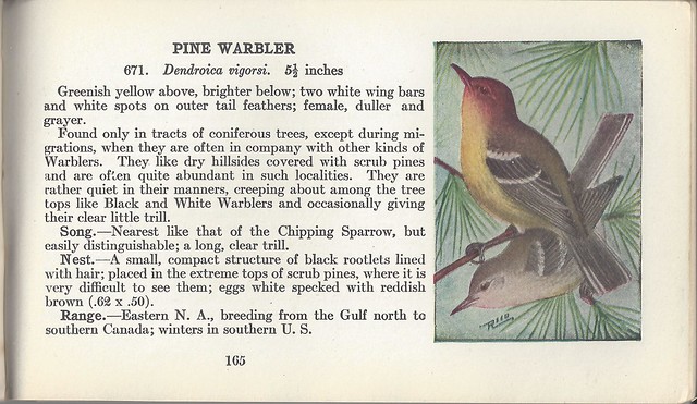 ReedPine Warbler