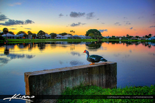 Muscovy-Duck-Palm-Beach-Gardens-Lake by Captain Kimo