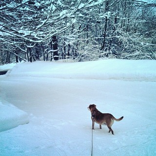 My snowbunny Sophie #dogstagram #Rescued #houndmix #ilovemydogs #snow #winterwonderland #adoptdontshop #happydog