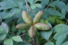 Paeoniaceae