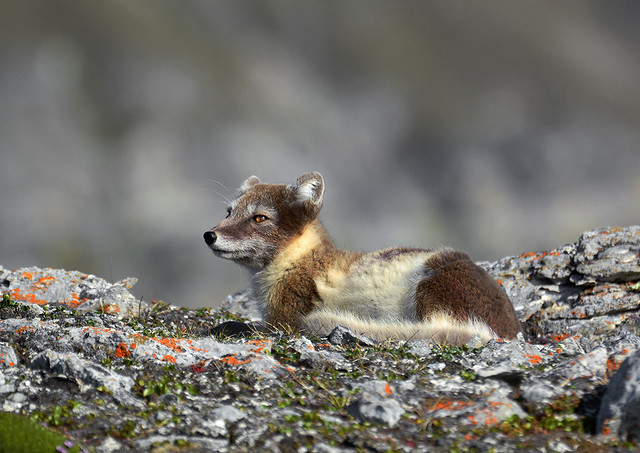 Arctic Fox no 2