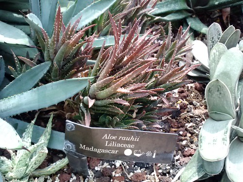 Aloe rauhii @ chicago botanic gardens by srboisvert