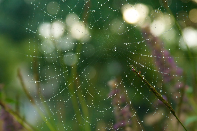 spiderweb  3630