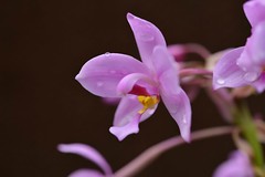 只產於台灣離島地區的紫苞舌蘭，在當地曾廣泛分布。（圖片來源：特有生物研究保育中心）