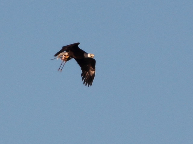 Bald Eagle with heron prey 20140216