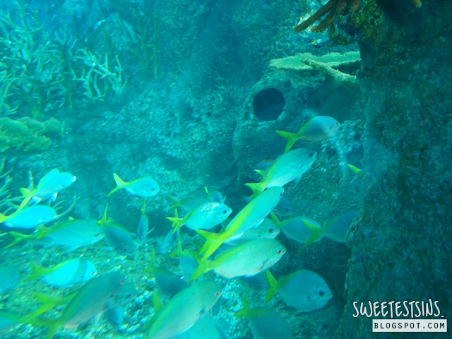 sea aquarium marine life park resort world sentosa singapore (14)
