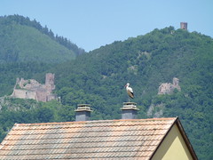 Ein Storch und drei Burgen