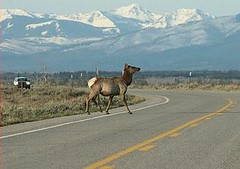 大提頓國家公園中穿越馬路的麋鹿（照片由大提頓國家公園提供）。
