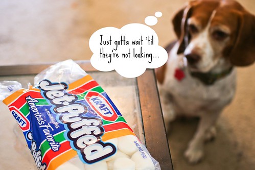 Sneaky Beagle Marshmallows