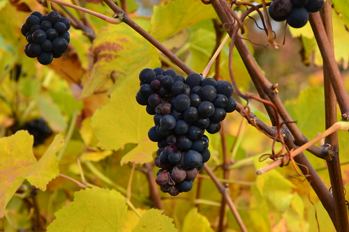 grapes by Ginas Pics