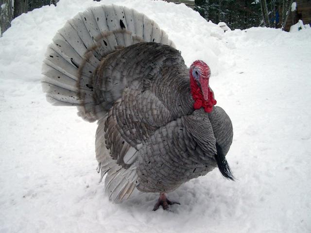 Turkey in snow