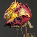 Dried Rose Still Life