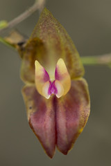 Lepanthes species and hybrids
