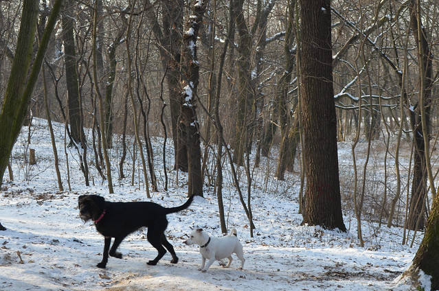 Snow day in Pankow Volkspark Schönholzer Heide other dogs