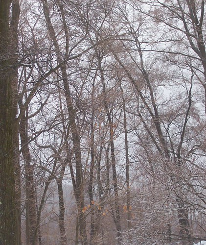 icy trees 2