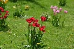 Tulpen in Wilmersdorf