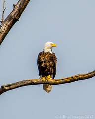 Lake City Eagle Watch