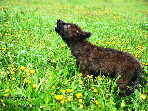 2013-05-27 Fur-Ever Wild Lil Howler Wolf Pup-W Xd card 040 by puckster55pics
