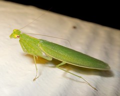 Praying Mantis (Tropidomantis tenera)