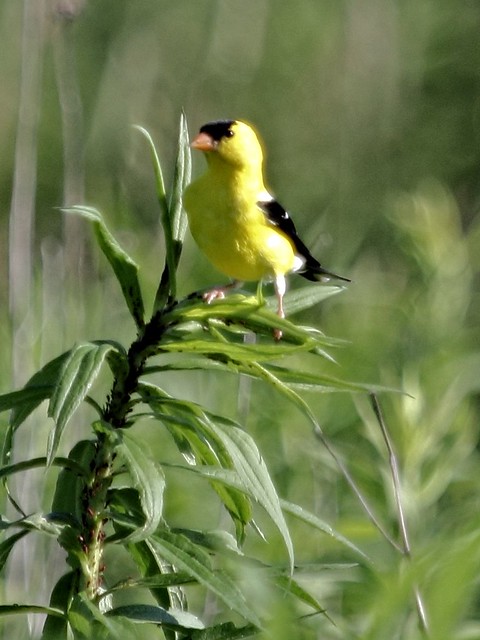 American Goldfinch 2-20130628