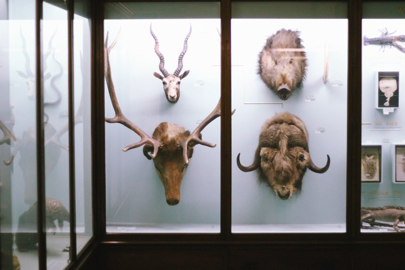 stag's and other heads