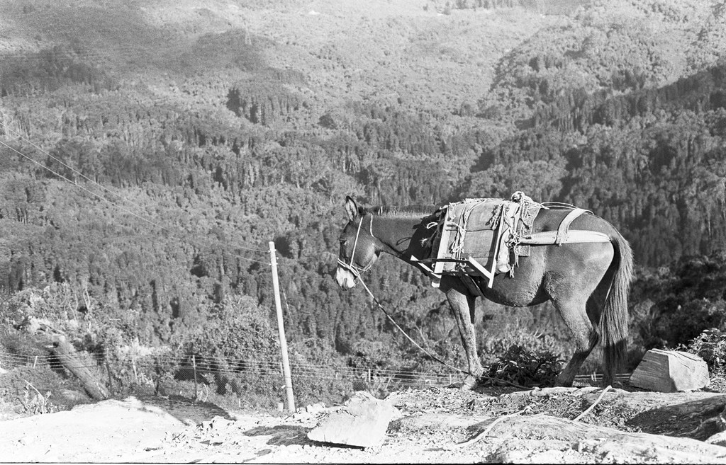 a burro on a mountain in colombia.jpg