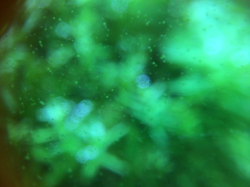 緑藻