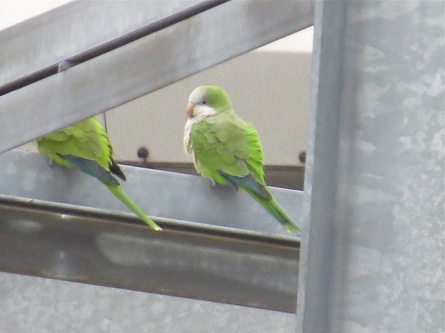 Monk Parakeet at the Comed Substation in DuPage County, IL 04